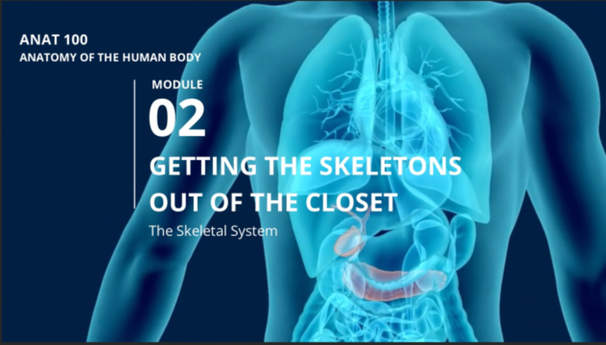 Module #2 - ~metting the skeletons out of the closet OI SKELETAL SYSTEM ...