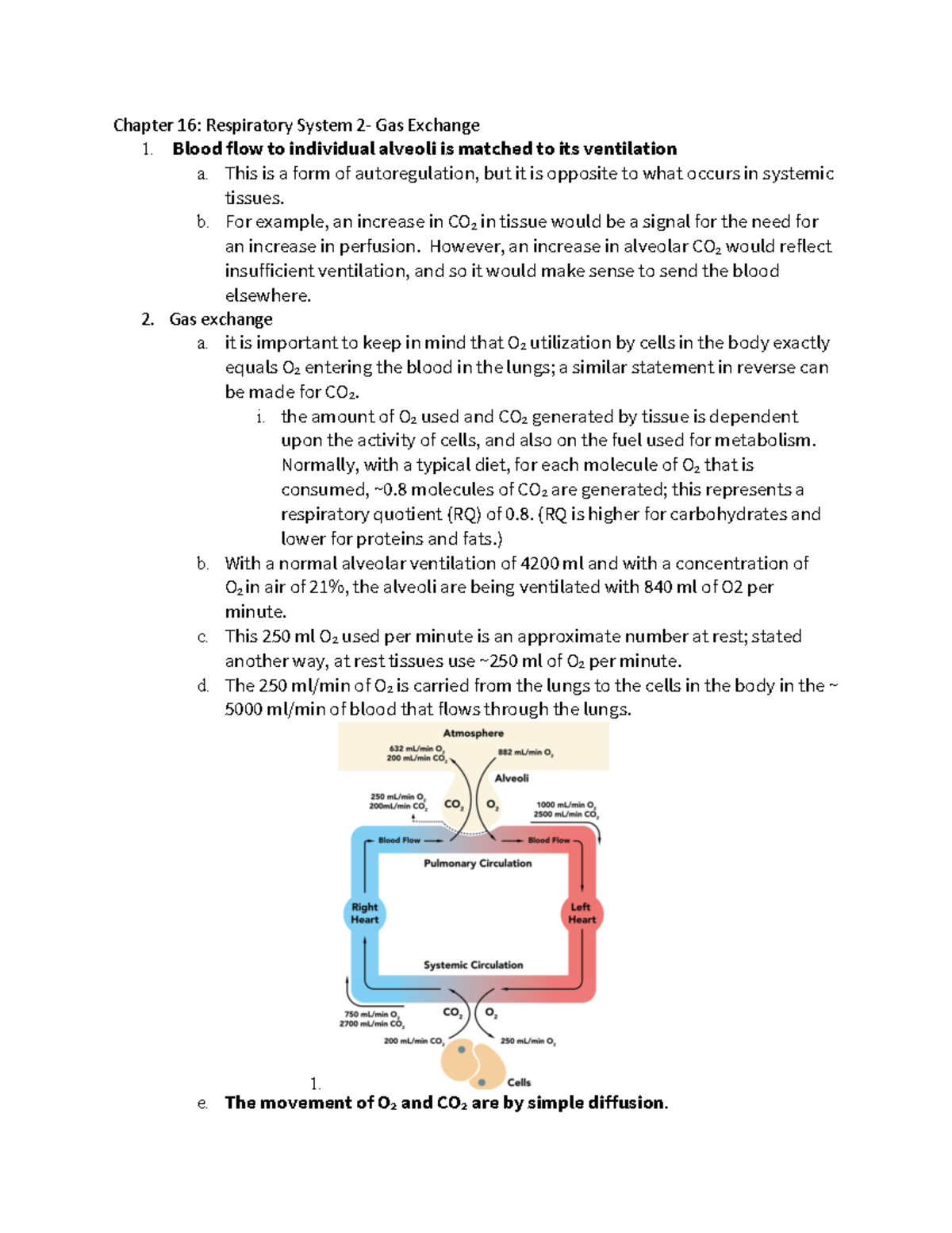 Chapter 16 notes - 16. Respiratory System 2- Gas Exchange. Blood flow ...