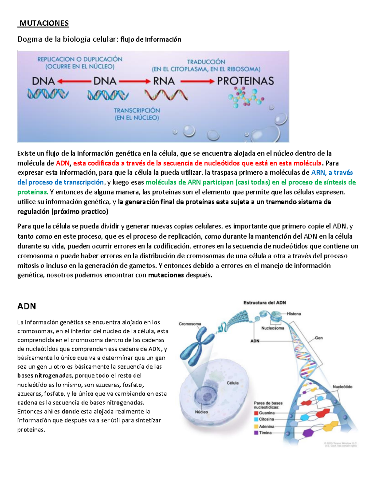 Mutaciones - MUTACIONES Dogma De La BiologÌa Celular: Flujo De ...