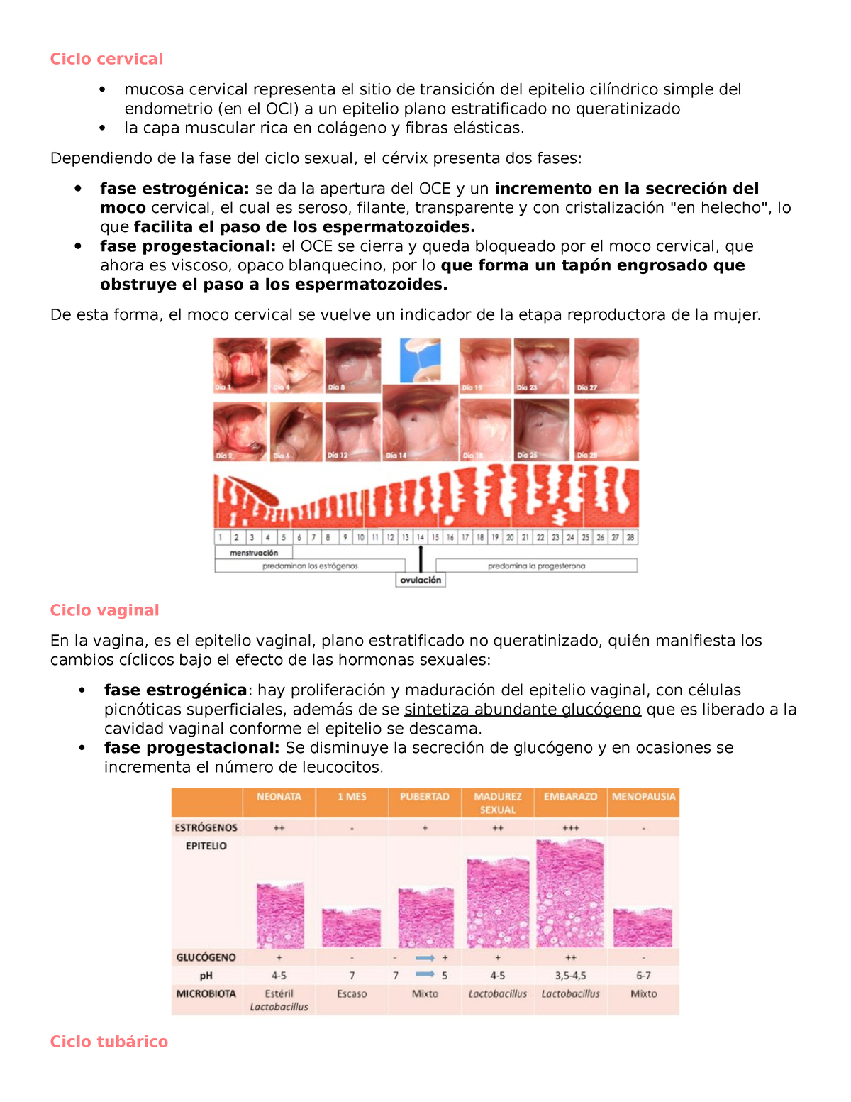 Ciclo Sexual Femenino Ciclo Cervical Mucosa Cervical Representa El Sitio De Transición Del 6596
