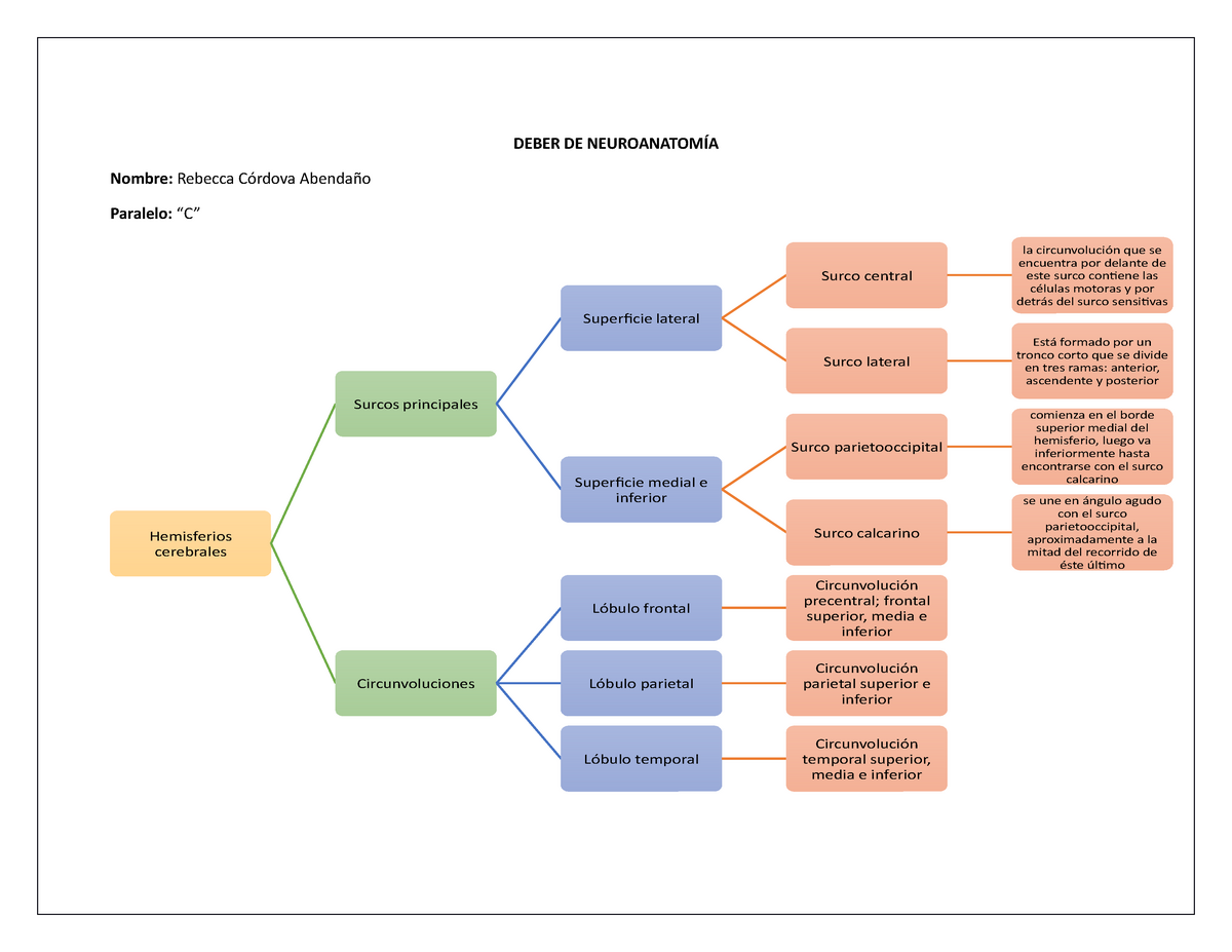 Mapas Conceptuales Hemisferios Cerebrales Y Sistema Limbico - DEBER DE  Nombre: Rebecca Paralelo: - Studocu