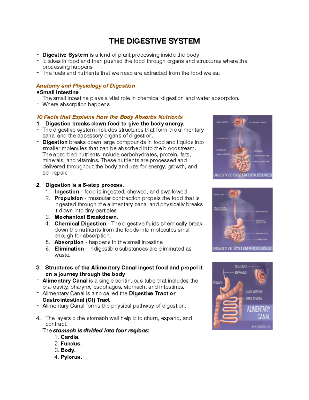 LAB 13 The Digestive System - THE DIGESTIVE SYSTEM - Digestive System ...