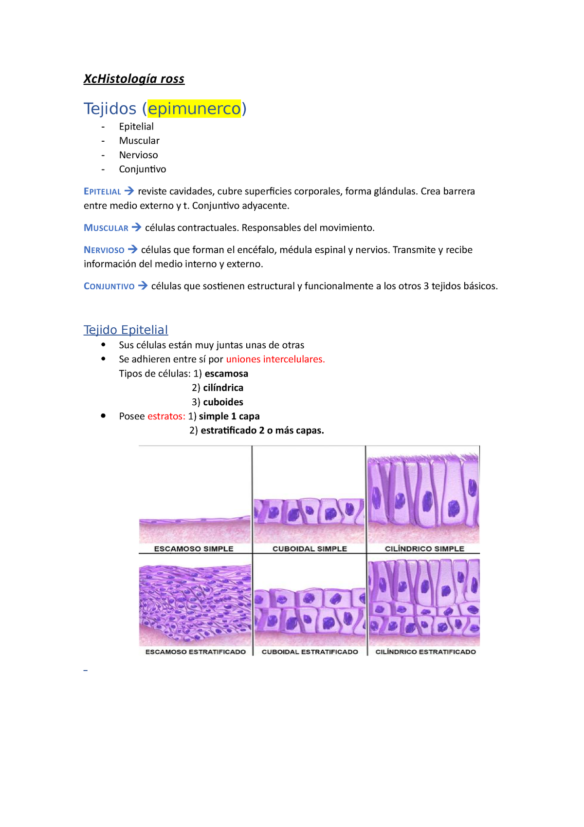 Histología sdd XcHistología ross Tejidos epimunerco Epitelial Muscular Nervioso Conjuntivo