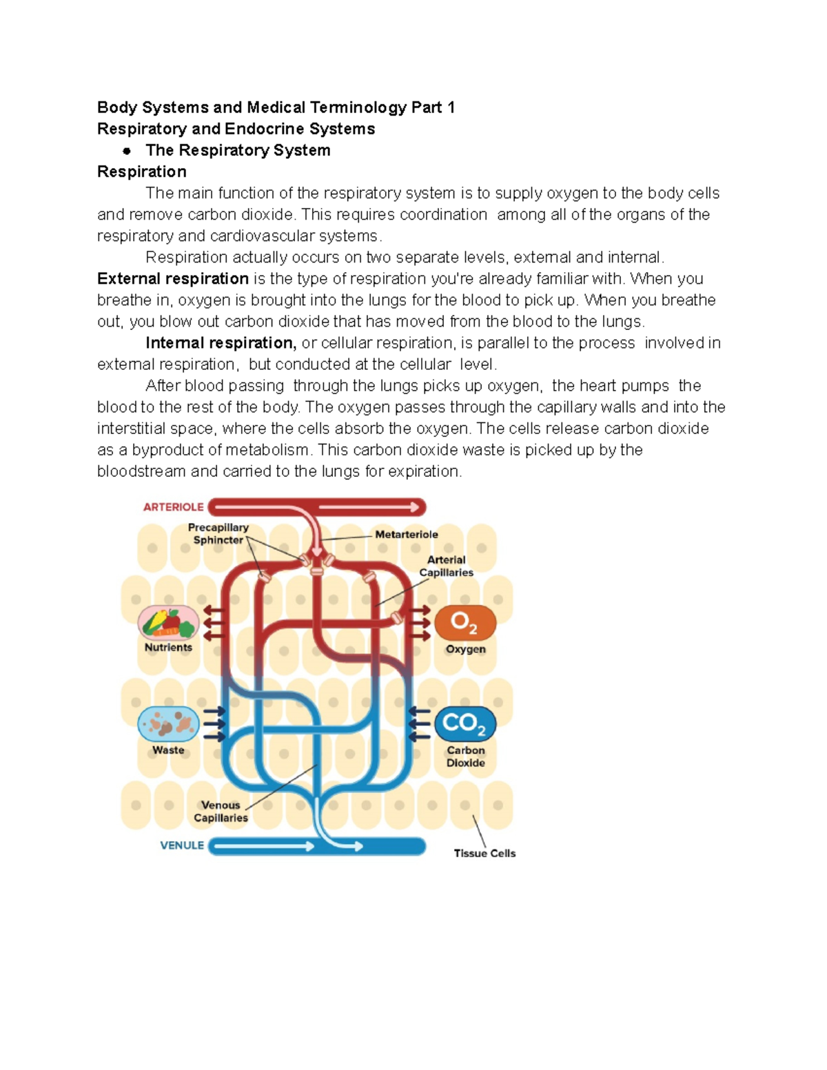 The Respiratory System - Body Systems And Medical Terminology Part 1 ...