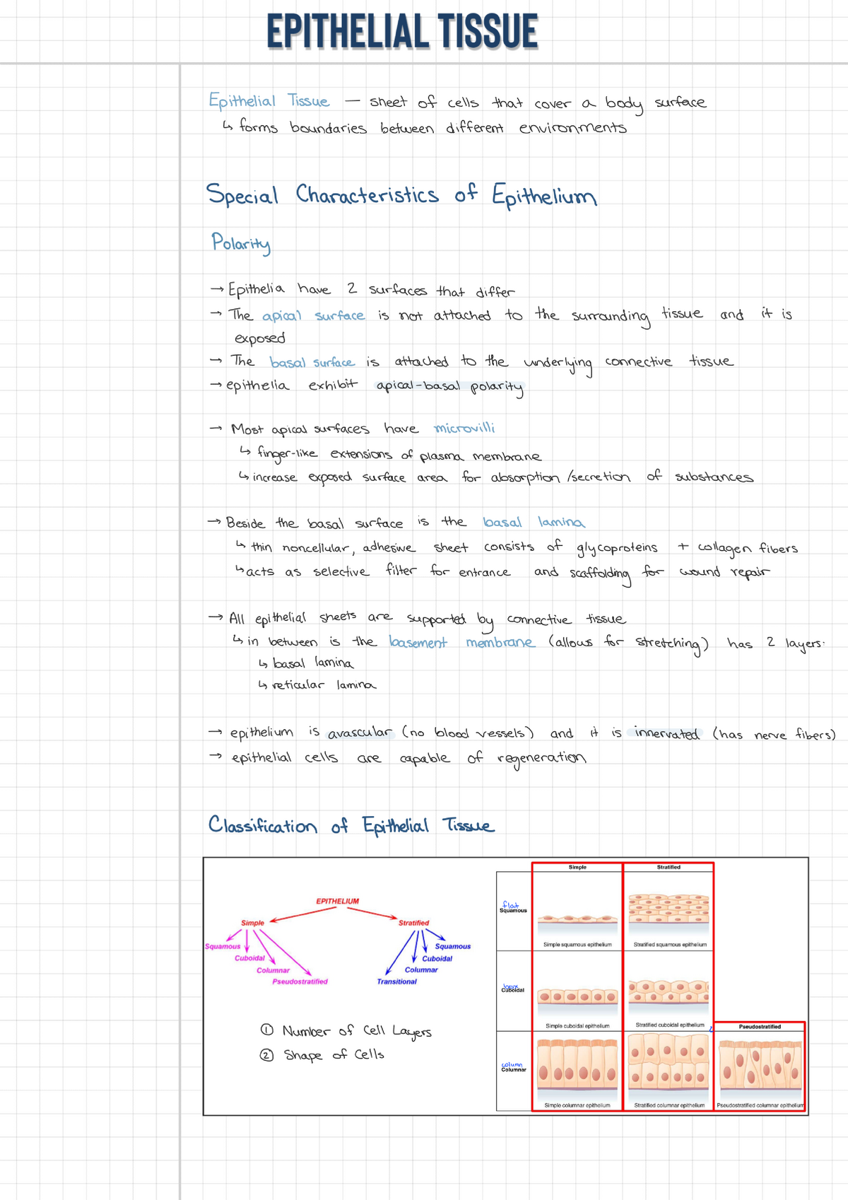 Epithelial Tissue Lecture Notes from Slides and Textbook - ANP1105 ...