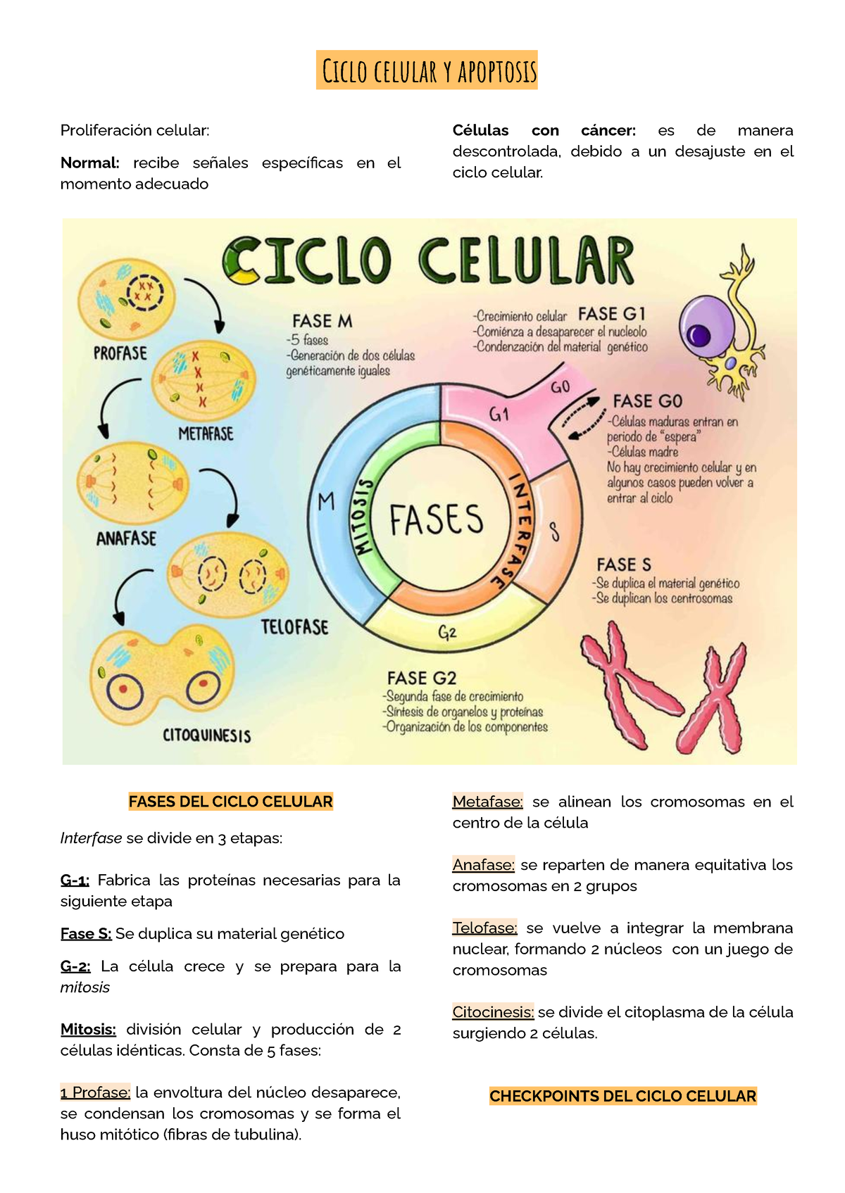 Ii Ciclo Celular Y Apoptosis Ciclo Celular Y Apoptosis Proliferaci N Celular Normal Recibe