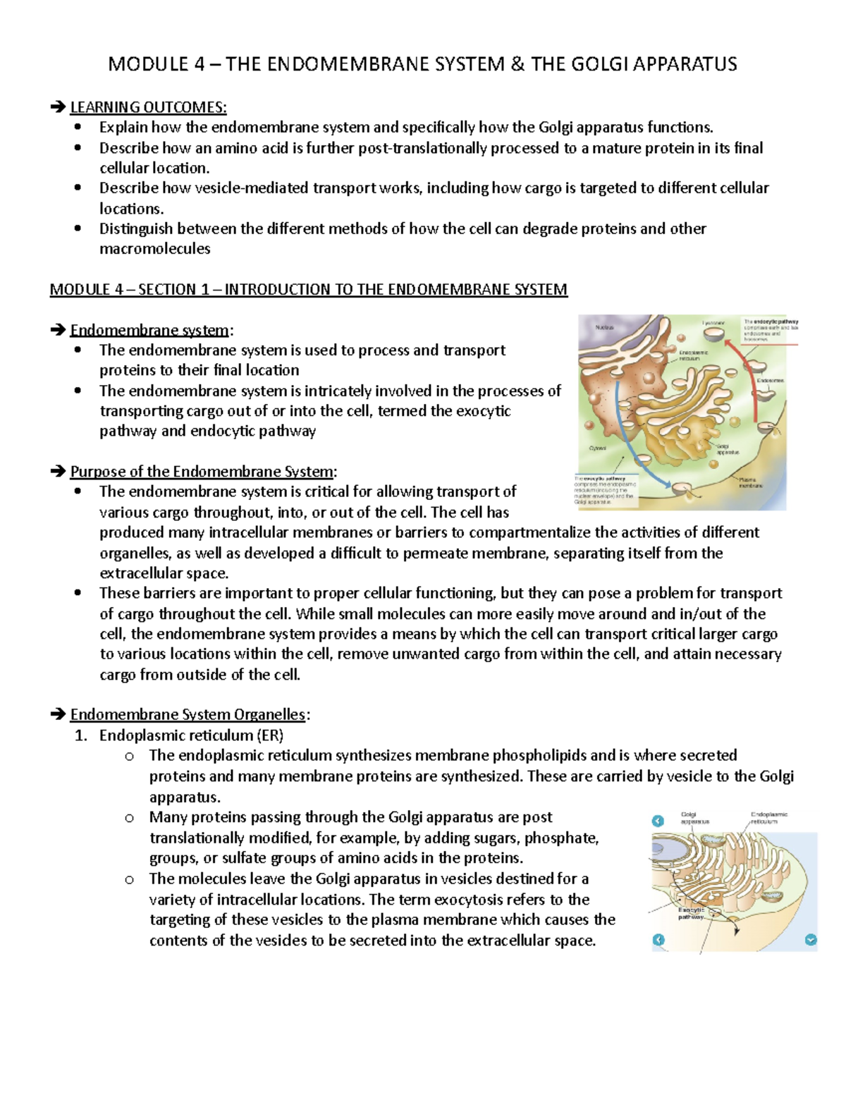 Module 4 endomembrane system & golgi apparatus MODULE 4 THE