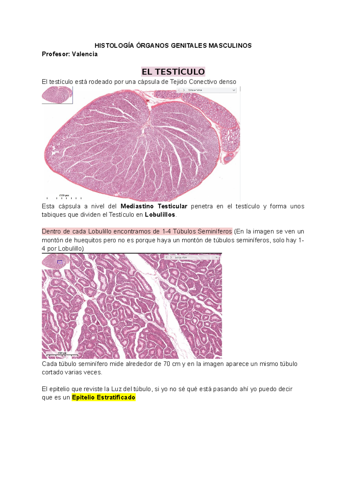 histología testicular