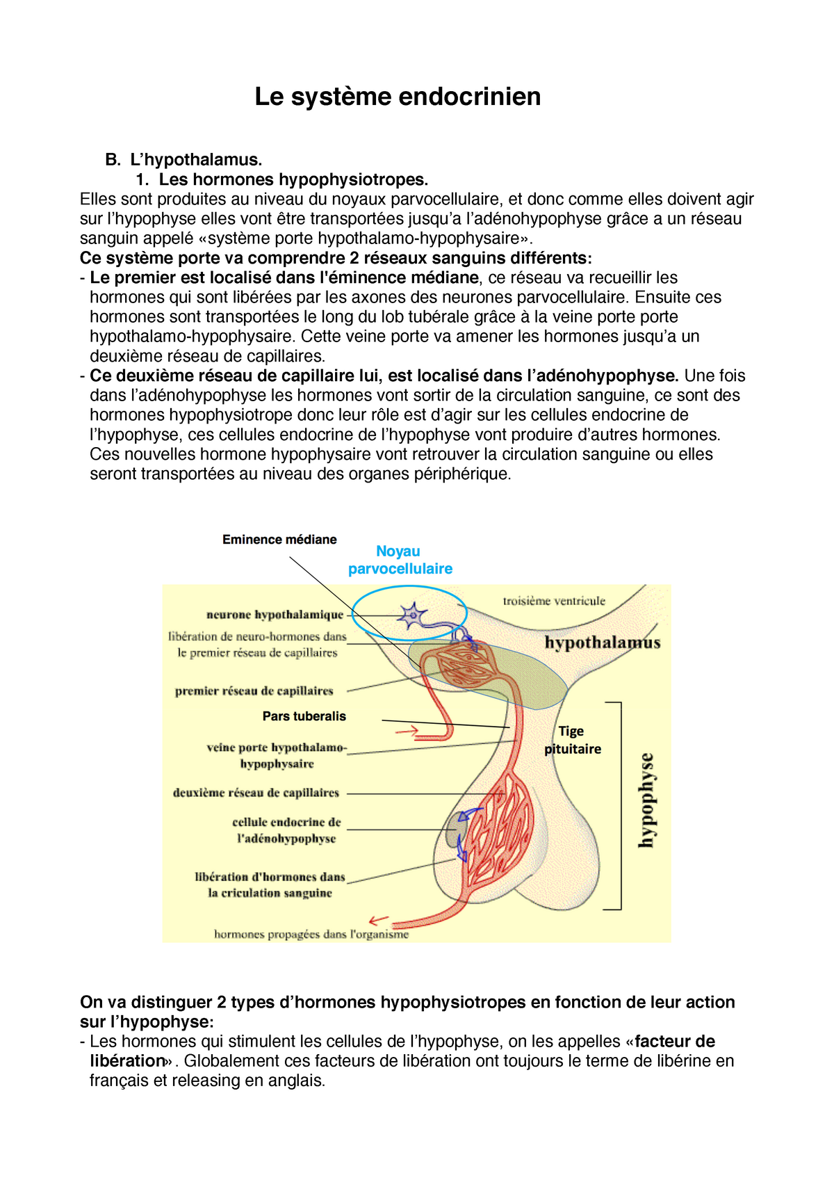 Biologie - Le Système Endocrinien - Le Système Endocrinien (2) B. L ...