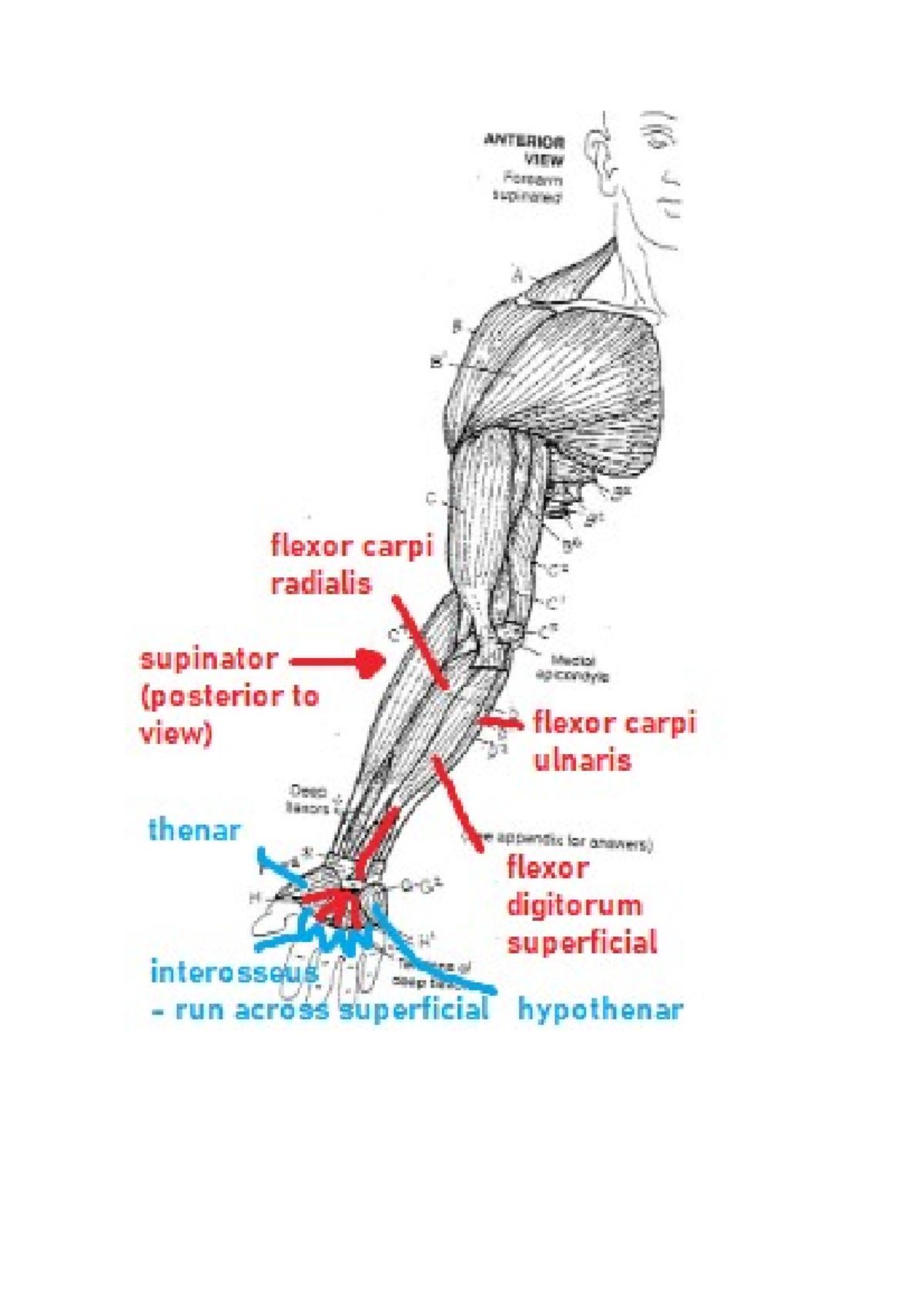 Upper Limb MEDS2005 Notes Part 1 - MEDS2005 - Studocu