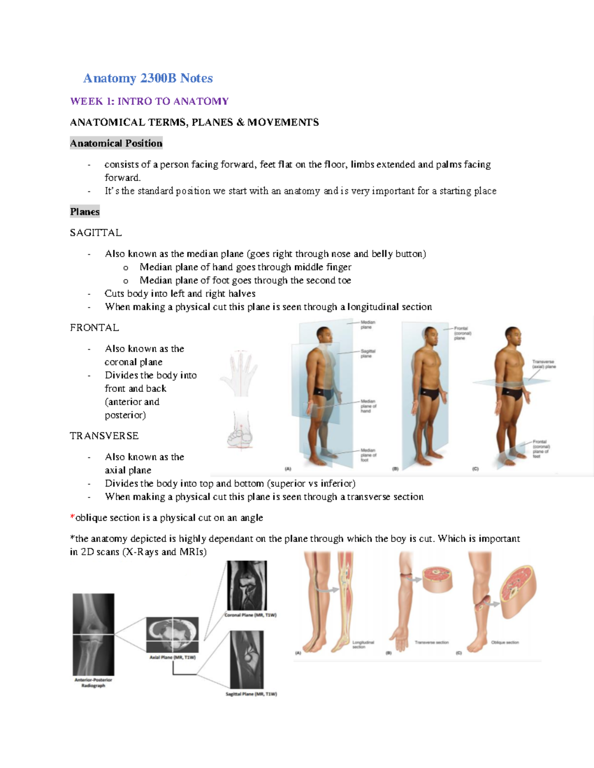 Antomy Unit 1 Notes (weeks 1-2) PDF - Anatomy 2300B Notes WEEK 1: INTRO ...