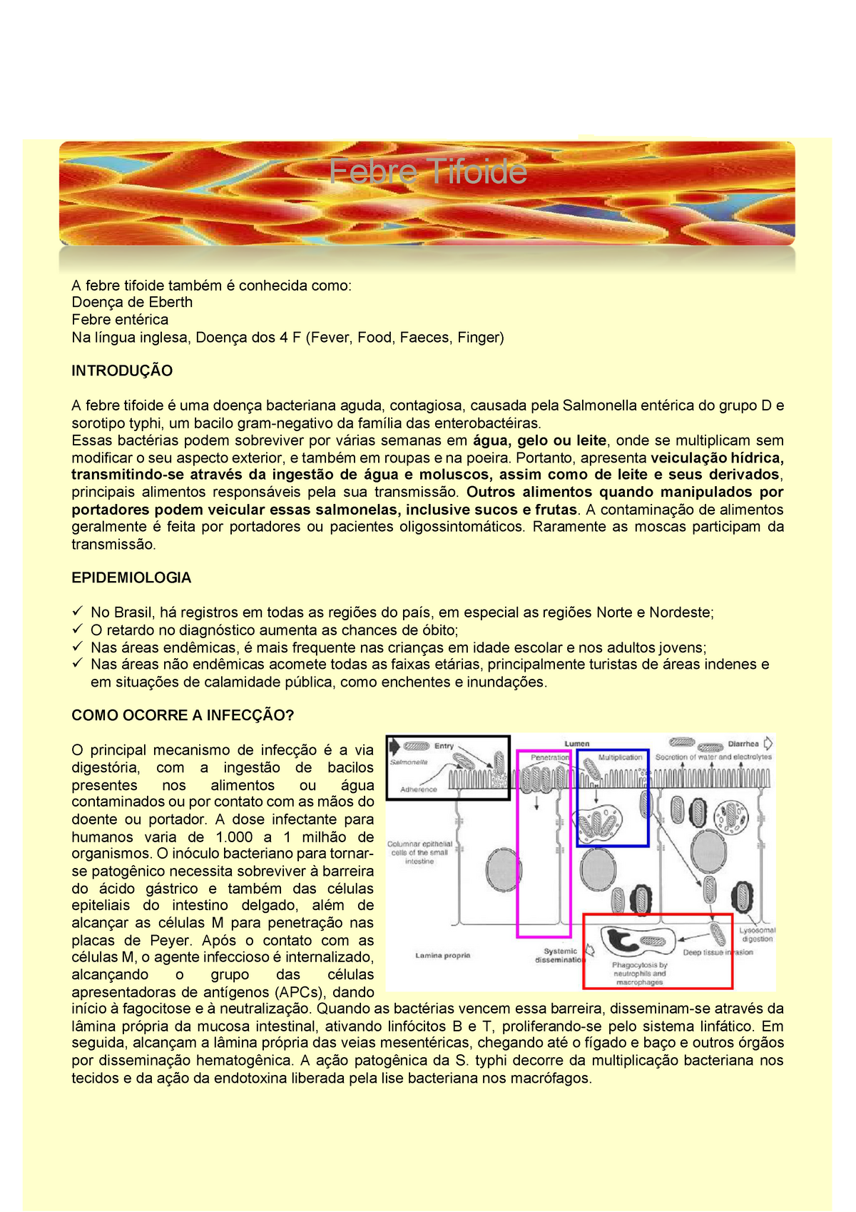 Febre Tifoide - Introdução, Epidemiologia, Patogenia, Diagnóstico ...