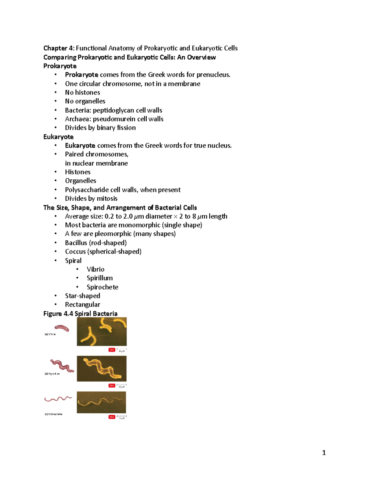 Chapter 4 Only Note - Chapter 4: Functional Anatomy of Prokaryotic and ...