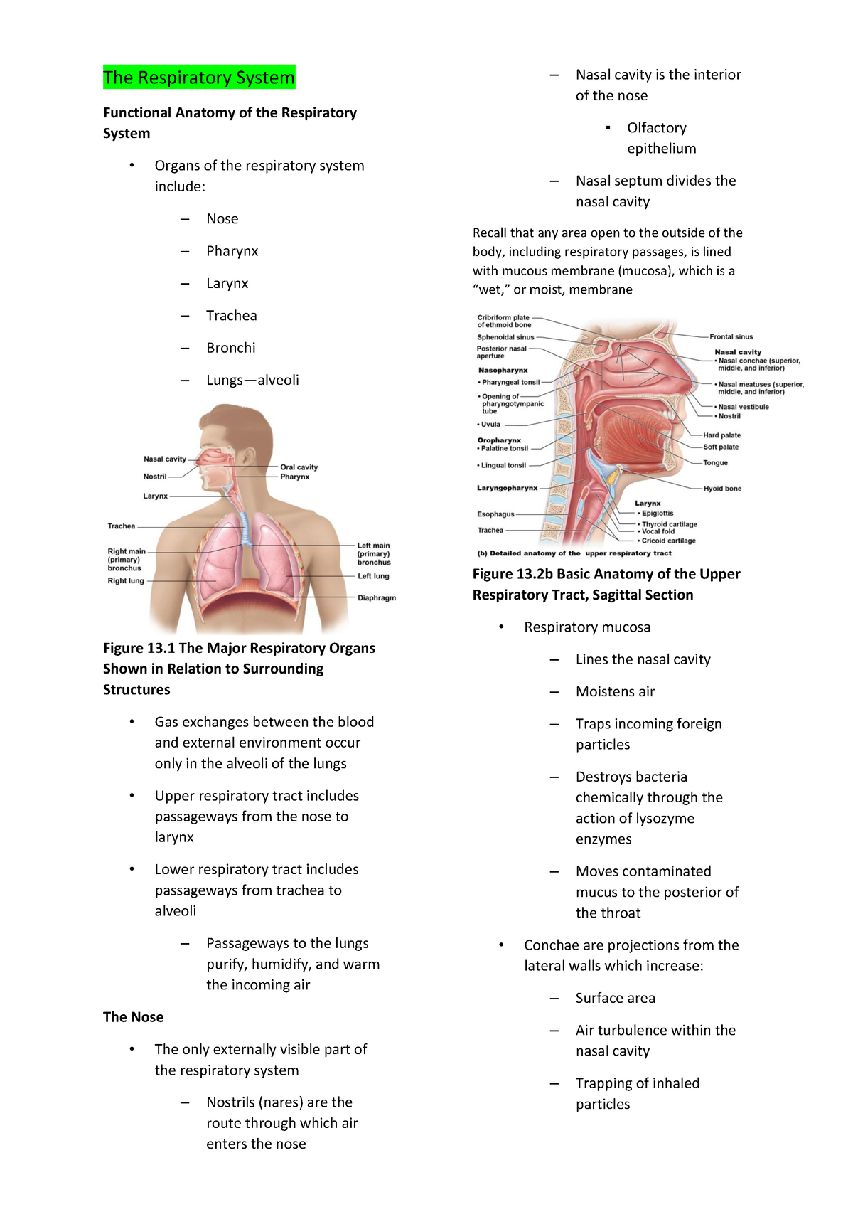 The-Respiratory-System - Nursing - Studocu