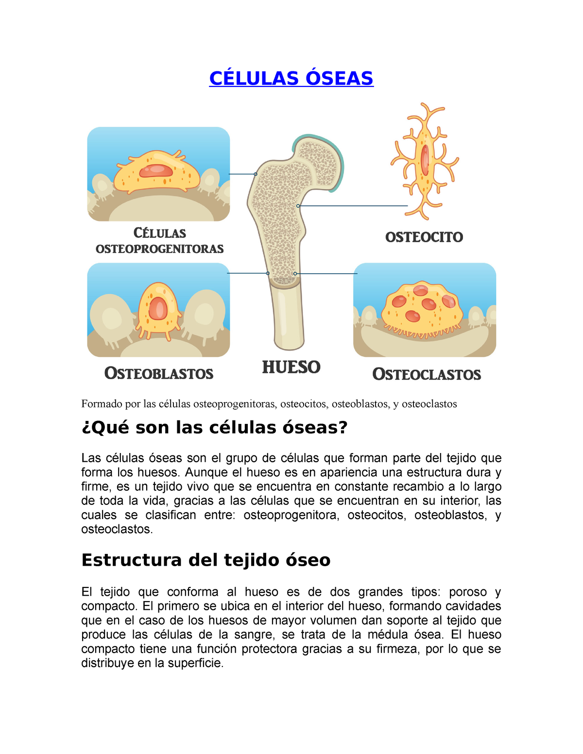 C Lulas Seas C Lulas Seas Formado Por Las C Lulas Osteoprogenitoras Osteocitos