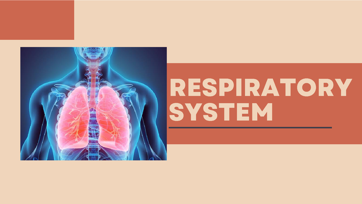 Respiratory- System - RESPIRATORY SYSTEM The respiratory system is the ...