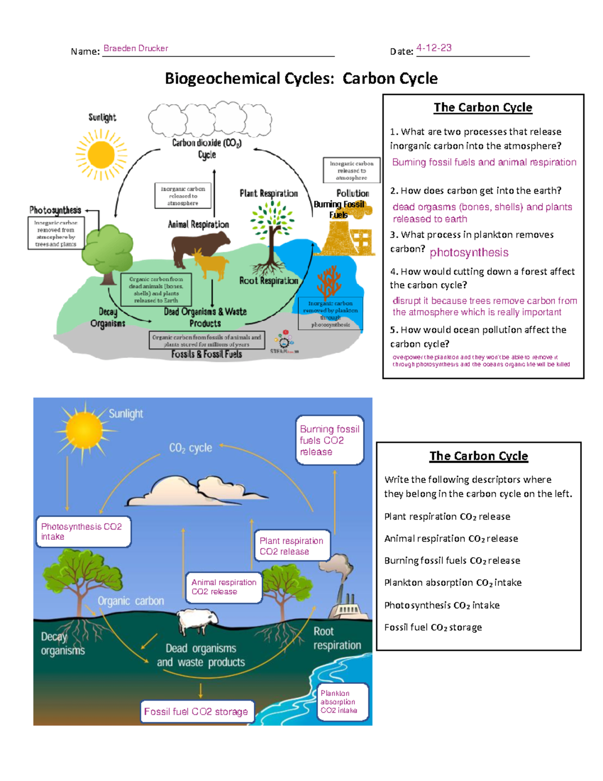 Biochemical Cycles Fill 2021 Name