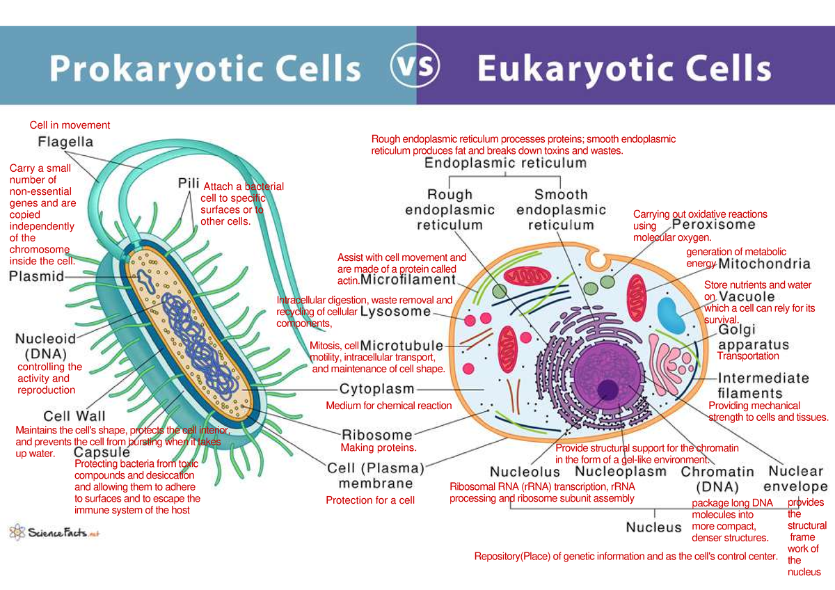 Prokaryotes-vs-Eukaryotes - Studocu