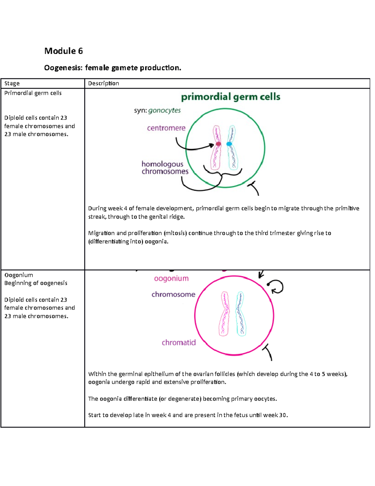 Module 6 exam sheet - Self made notes for exam - Module 6 Oogenesis ...