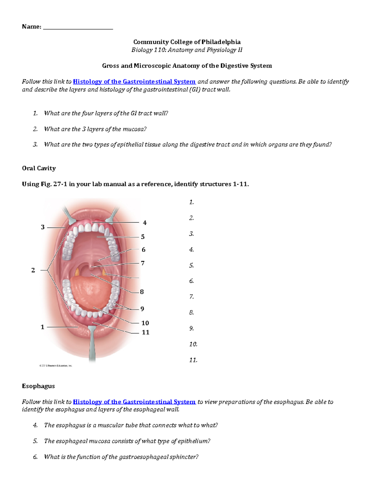 Bio 110 Online Anatomy of the Digestive System - 4 6 2 3 5 7 8 9 1 10 ...