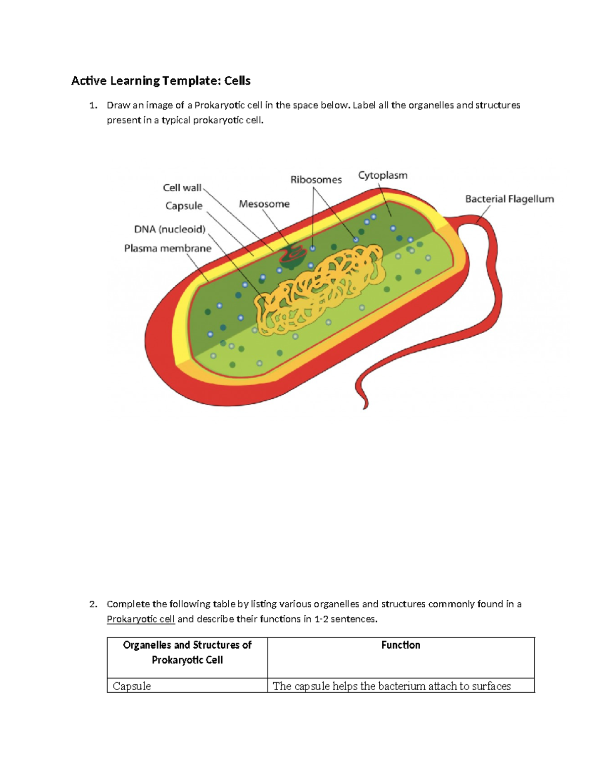 WK 2 Cells ALT - Assignment - Active Learning Template: Cells 1. Draw ...
