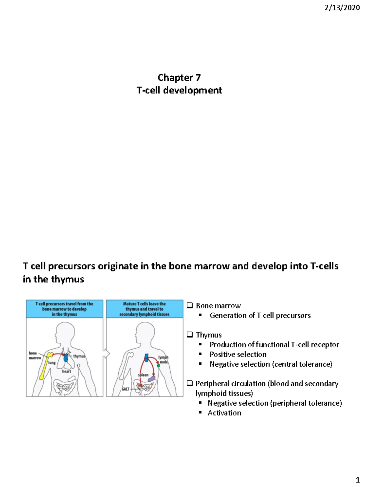 Immunology Ch. 7 - Chapter 7 lecture notes - Chapter 7 T-cell ...