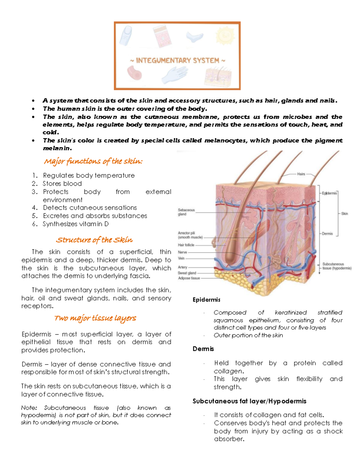 integumentary system - A system that consists of the skin and accessory ...