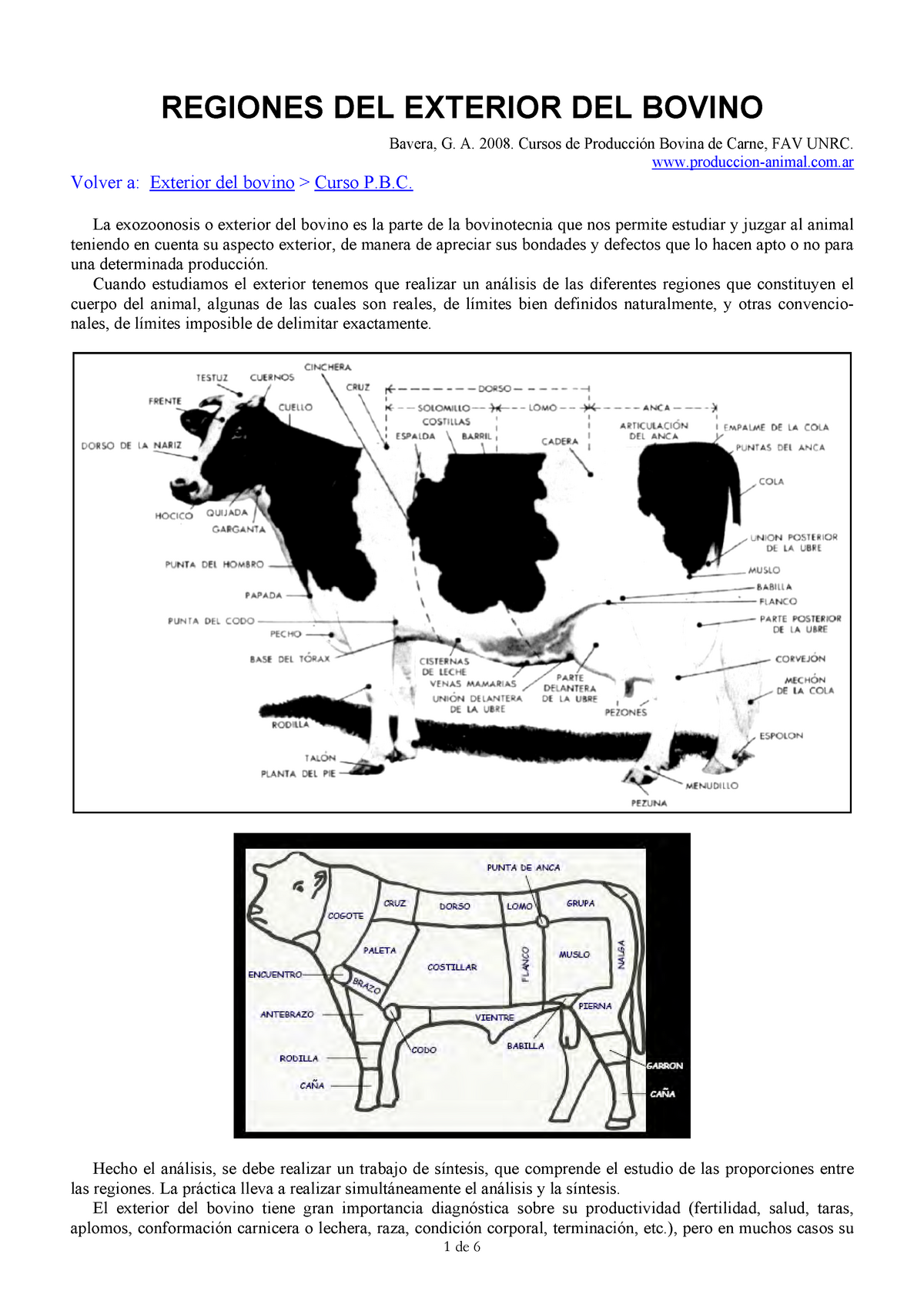 01-regiones Del Exterior Del Bovino - Zootecnia De Bovinos Productores ...