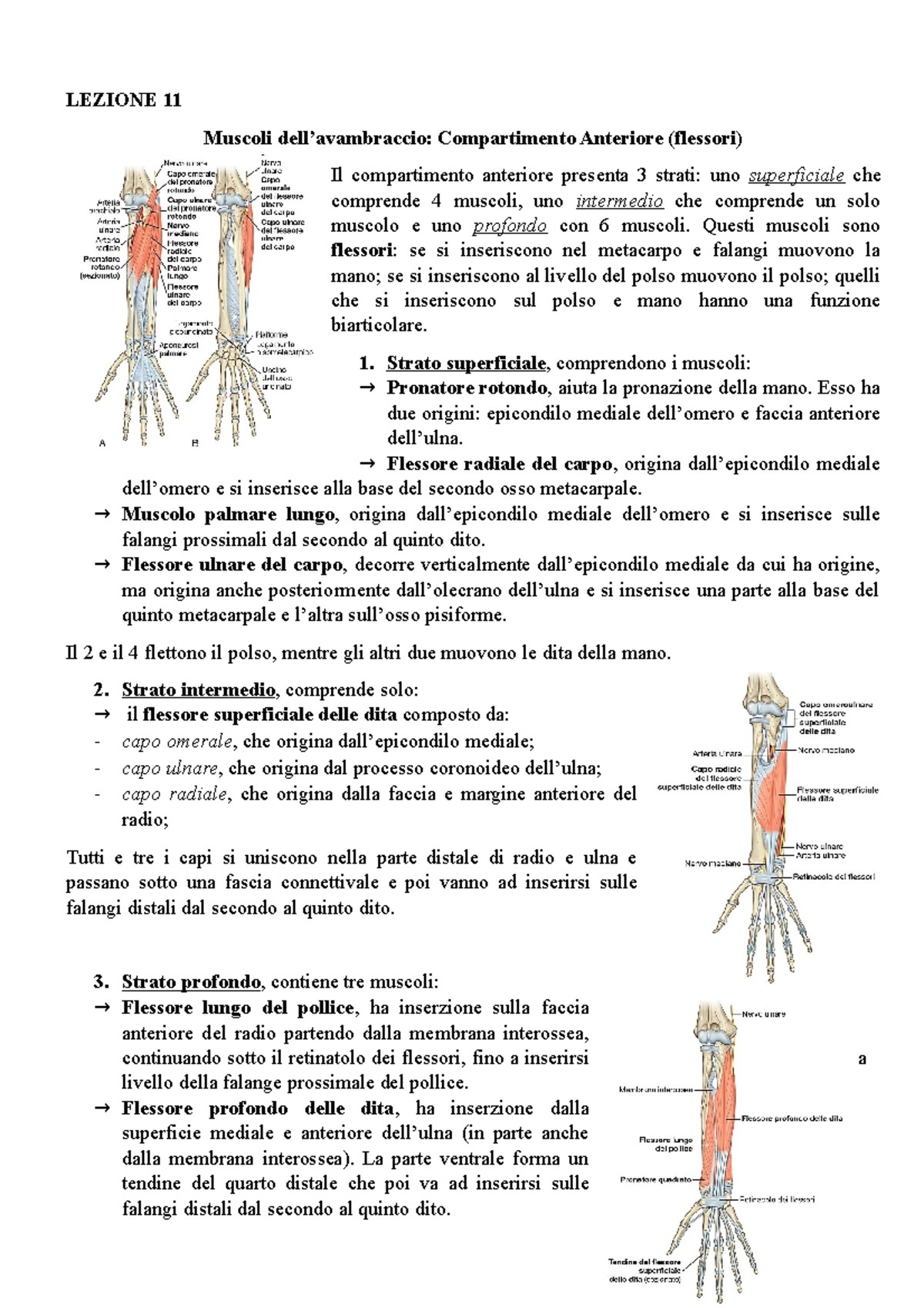 Lezione Completa Arto Superiore Con Immagini Lezione 11 Muscoli Dell’avambraccio