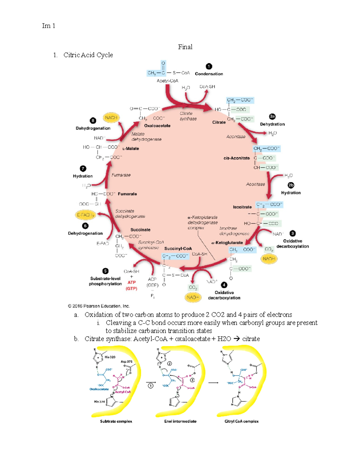 Final - Study guide - Bancroft - Final Citric Acid Cycle a. Oxidation ...