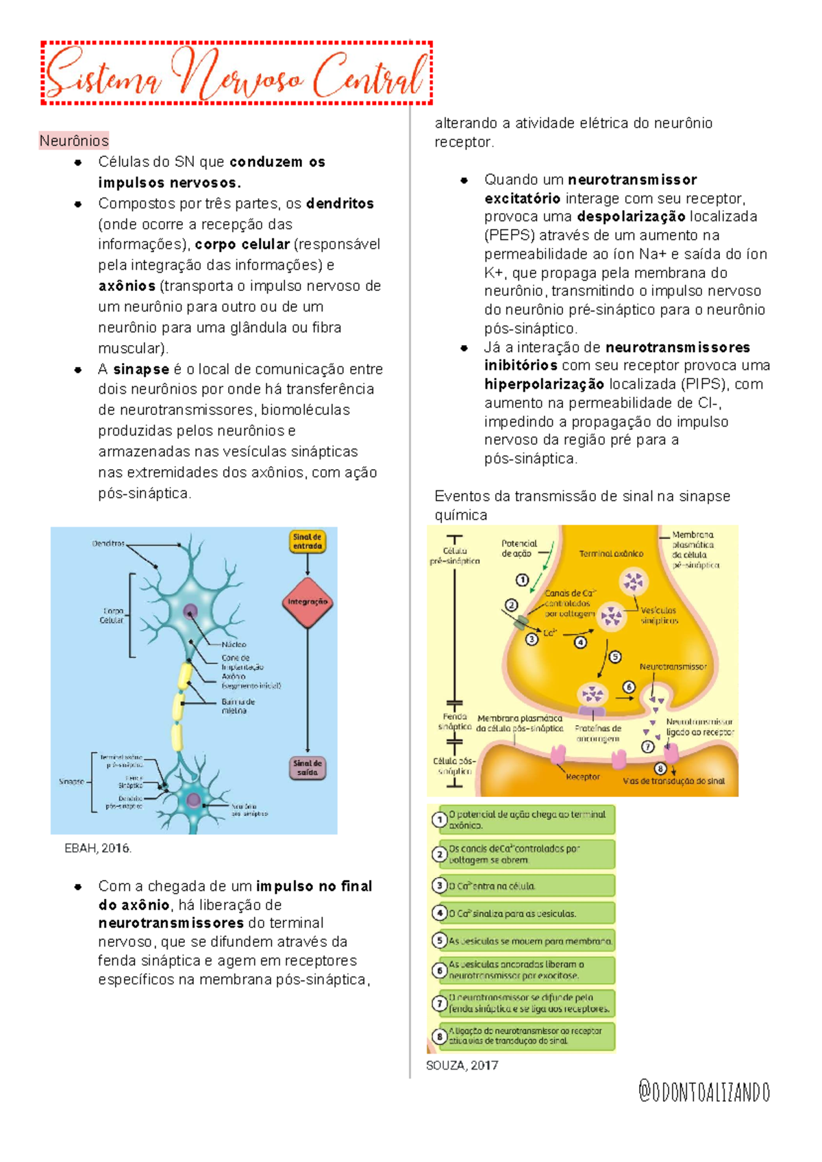 (5) Sistema Nervoso Central - Neurônios Células do SN que conduzem os ...