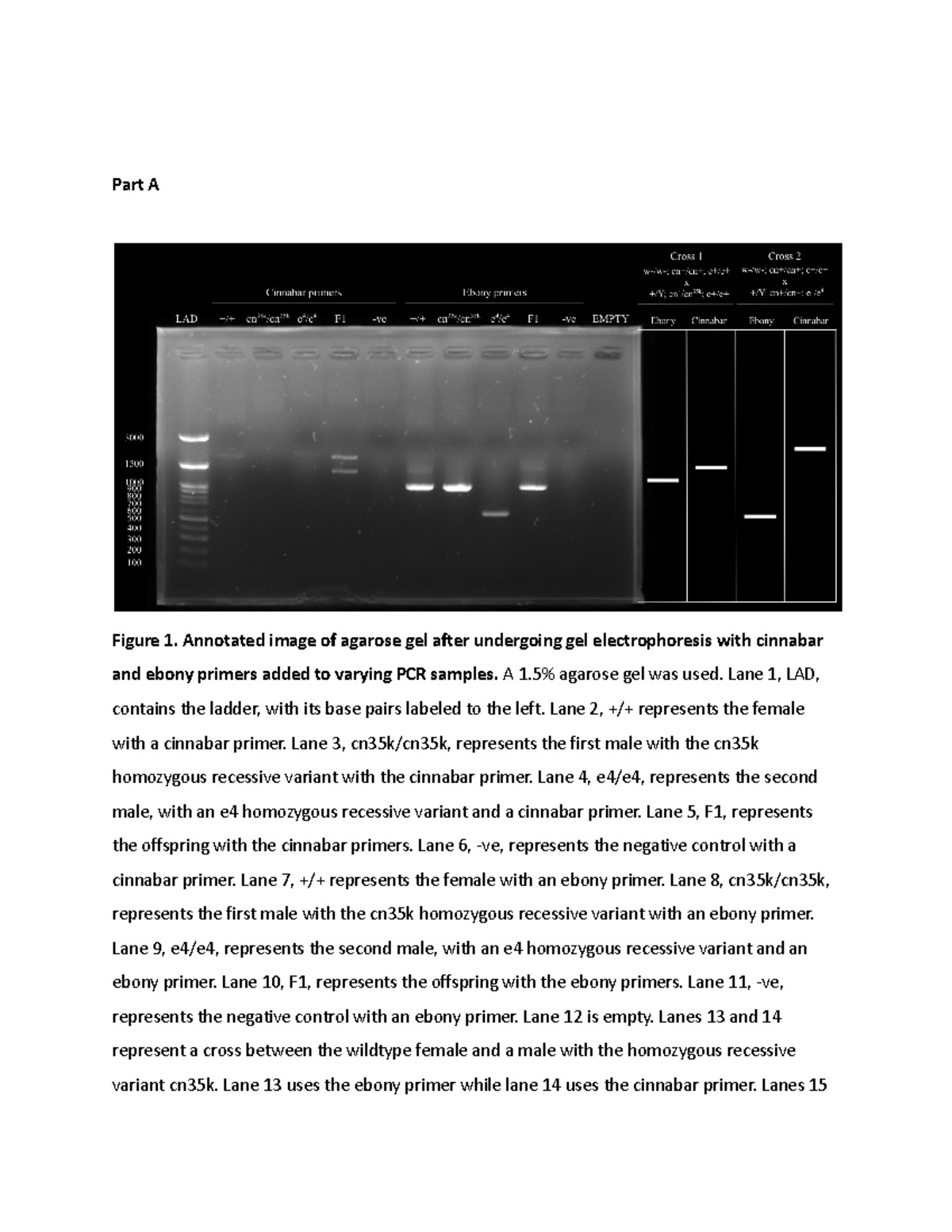 3L03 Genetics Lab - Part A Figure 1. Annotated image of agarose gel ...
