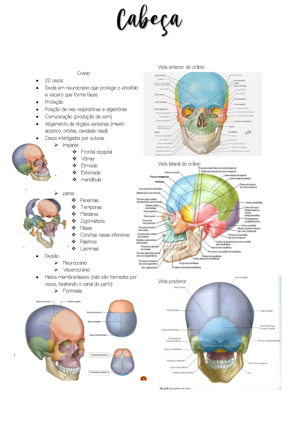 Ossos do crânio e músculos da cabeça anatomia da enfermagem Cranio ossos Divida em Studocu