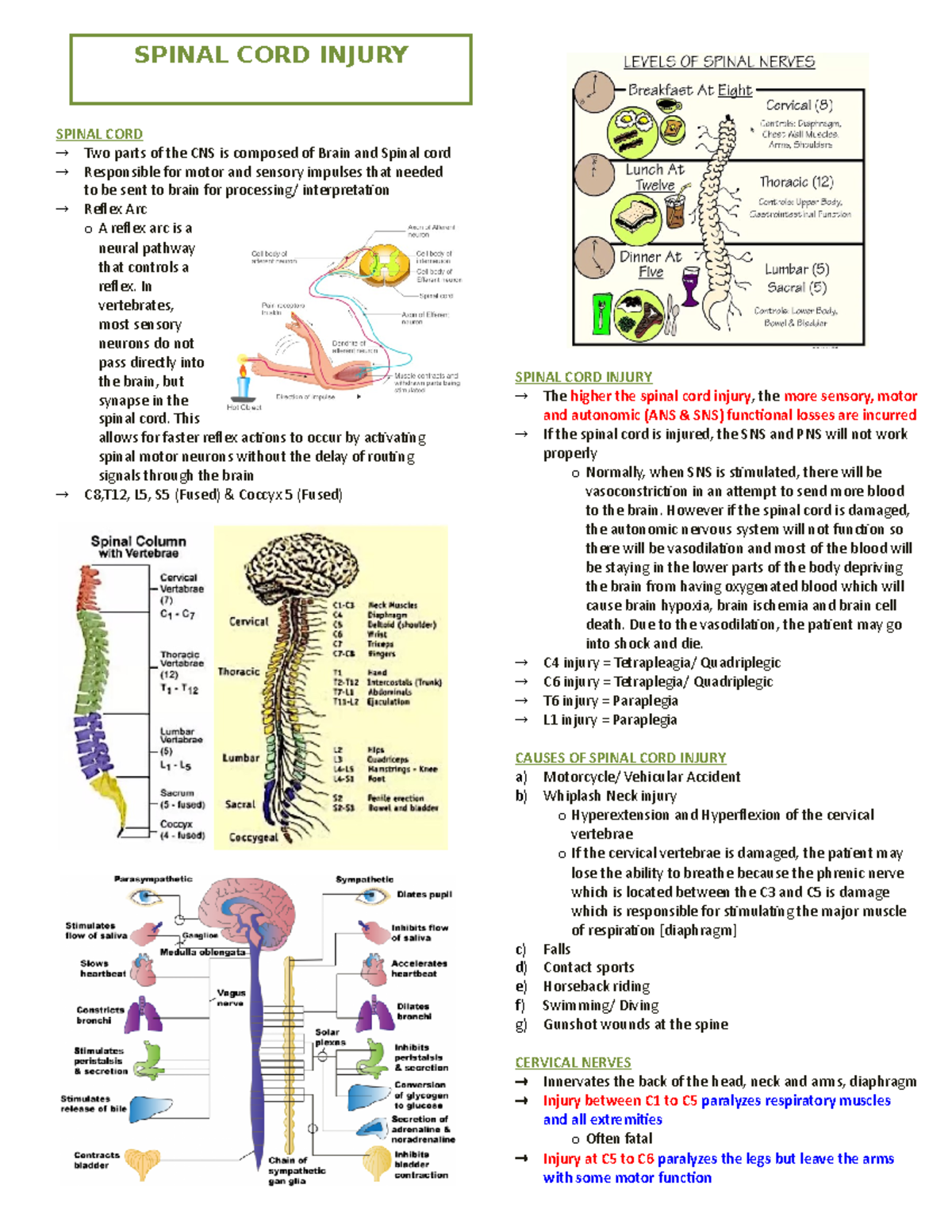 Brain - reviewer - SPINAL CORD INJURY SPINAL CORD Two parts of the CNS ...