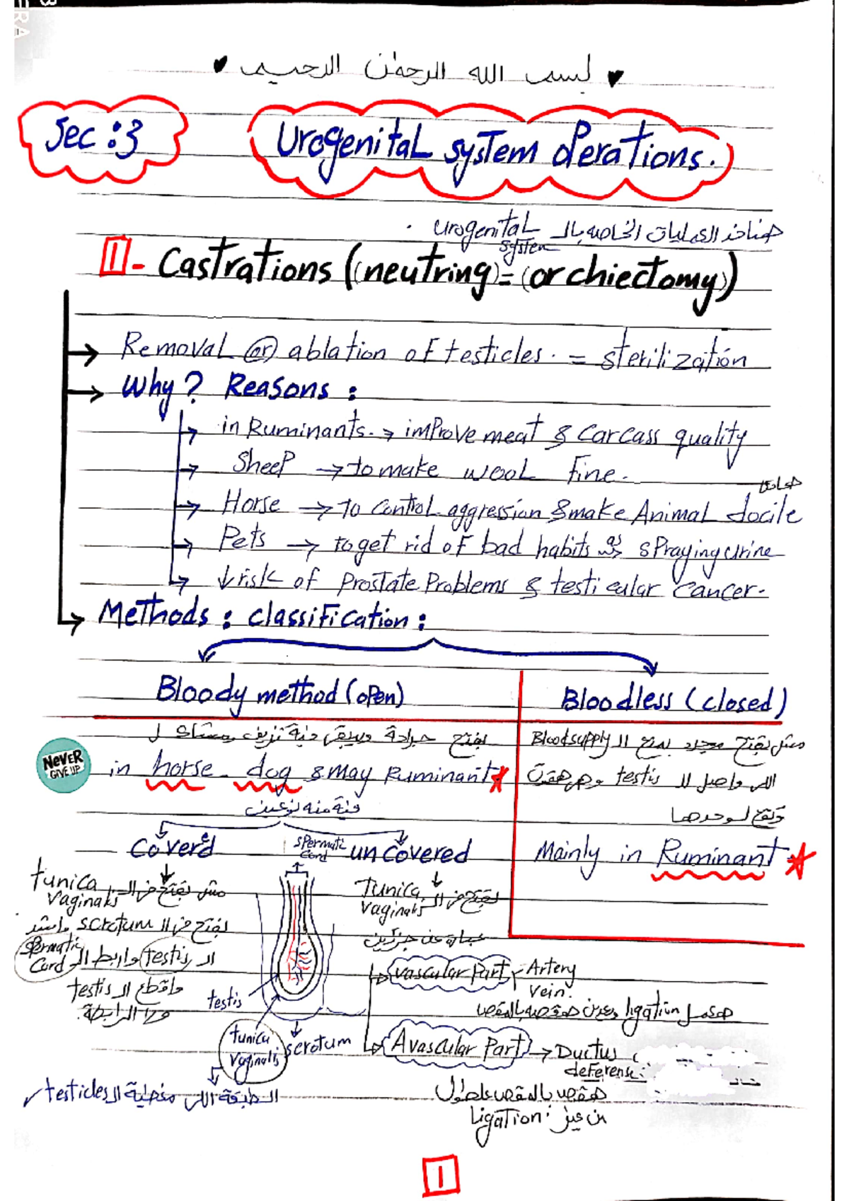 Surgery practical section notes on urogenital operations - Studocu