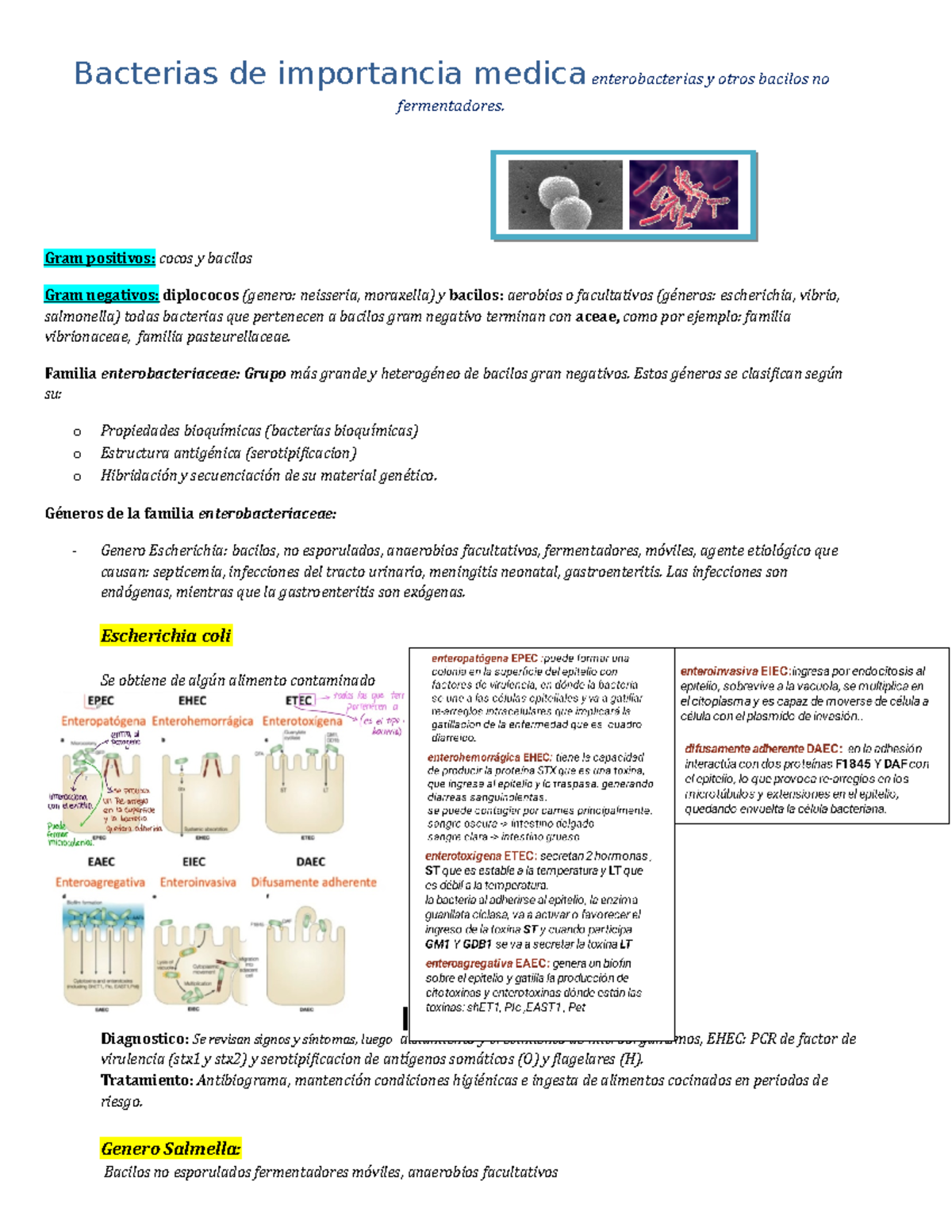 Bacterias de importancia medica enterobacterias y otros bacilos no fermentadores Gram