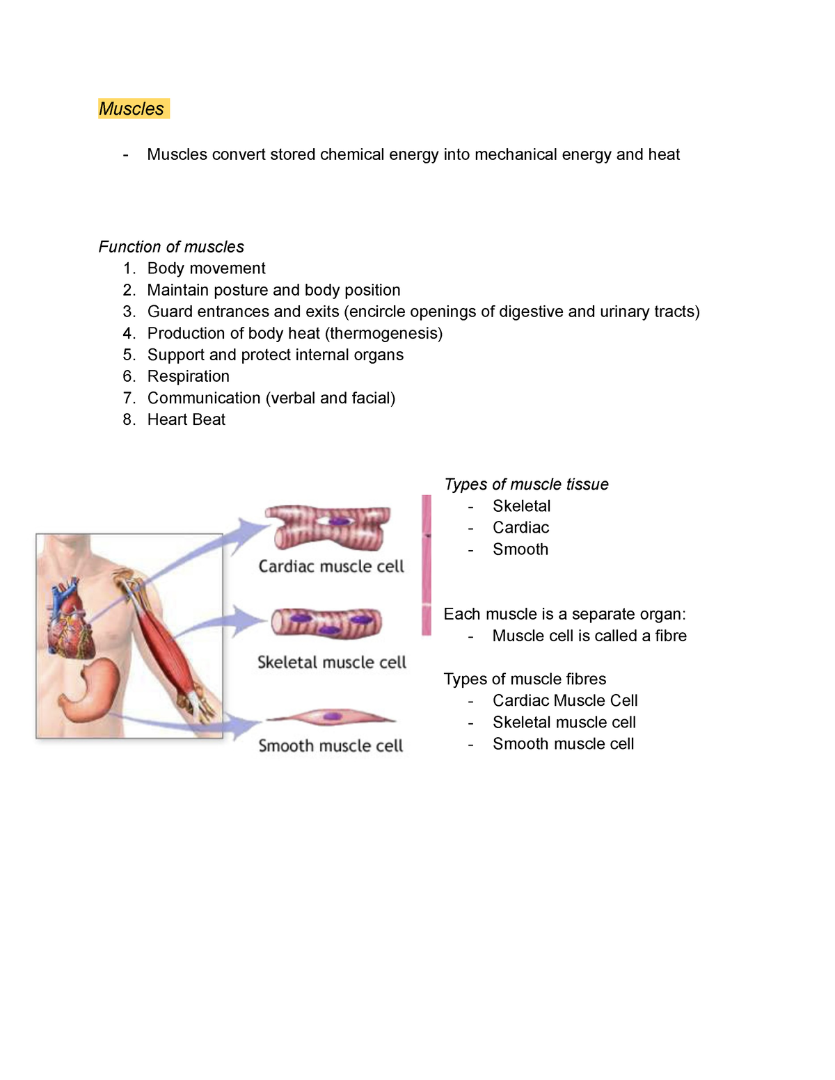 Human Anatomy 2 Notes - Lecture material - Muscles - Muscles convert ...