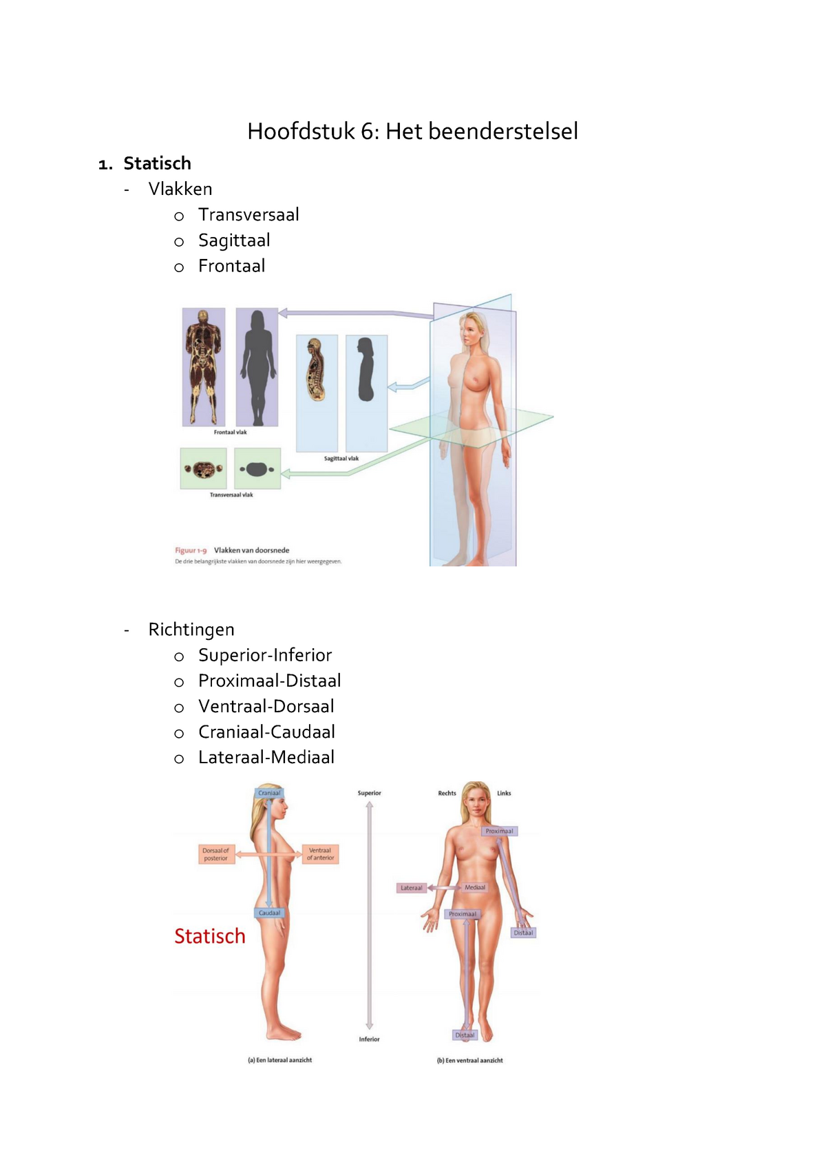 Anatomie En Fysiologie H6 Beenderstelsel Hoofdstuk 6 Het