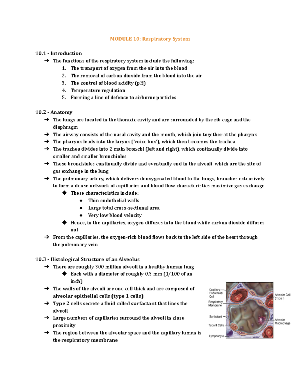 Module 10 - Respiratory System - MODULE 10: Respiratory System 10 ...