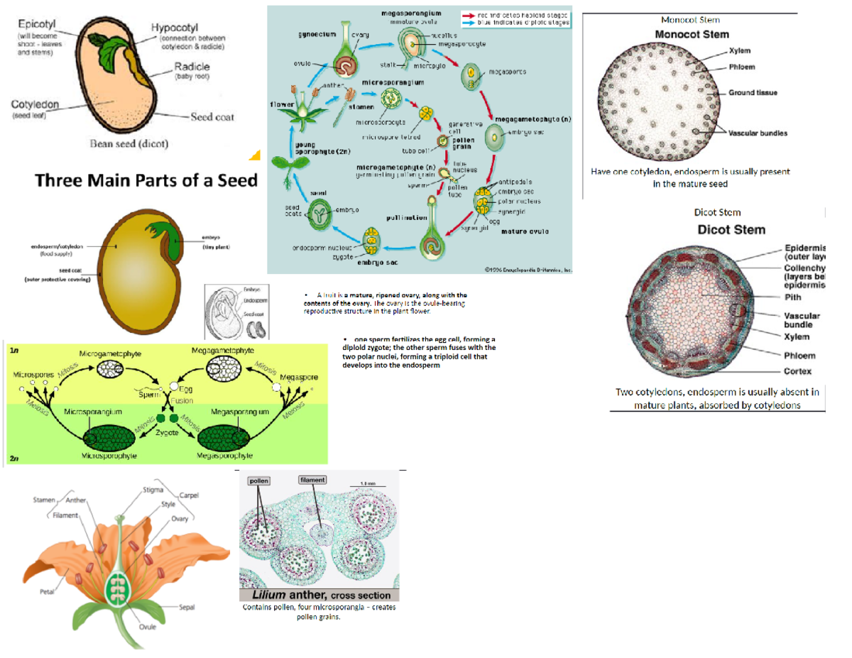6 Angiosperms - BSC1011L - Studocu