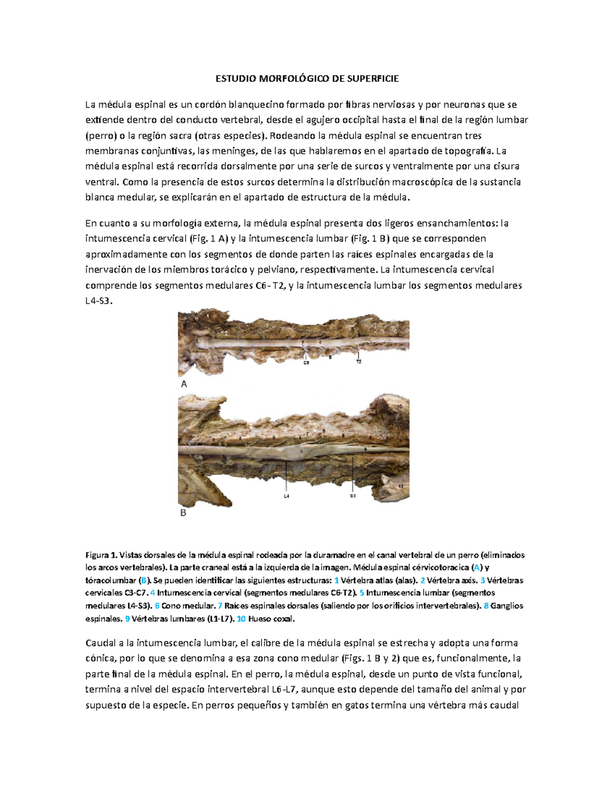 Medula espinal topografia de los animales ESTUDIO MORFOLÓGICO DE