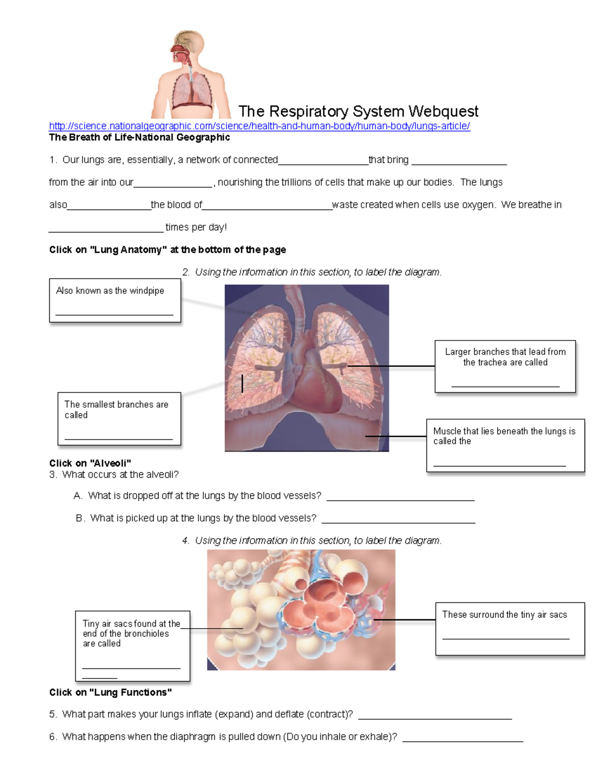 Lung webquest work Tiny air sacs found at the end of the