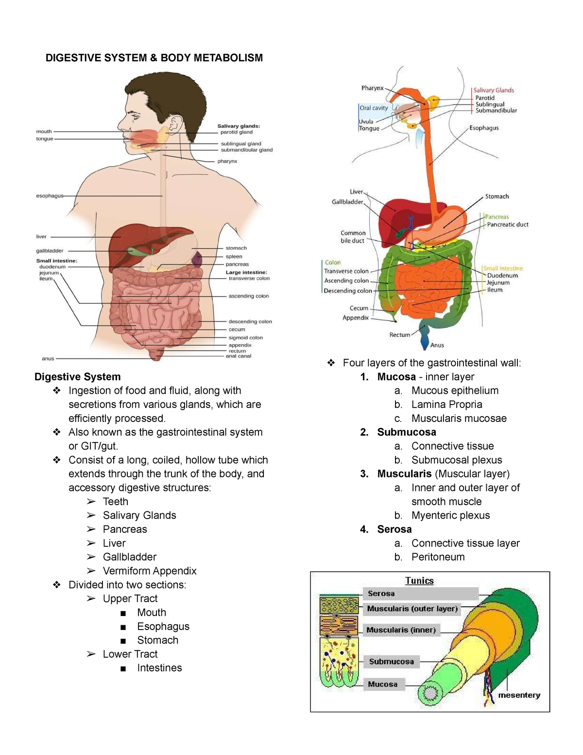 Anaphy-LAB-Prelims - Anaphy-LAB-Prelims - DIGESTIVE SYSTEM & BODY ...