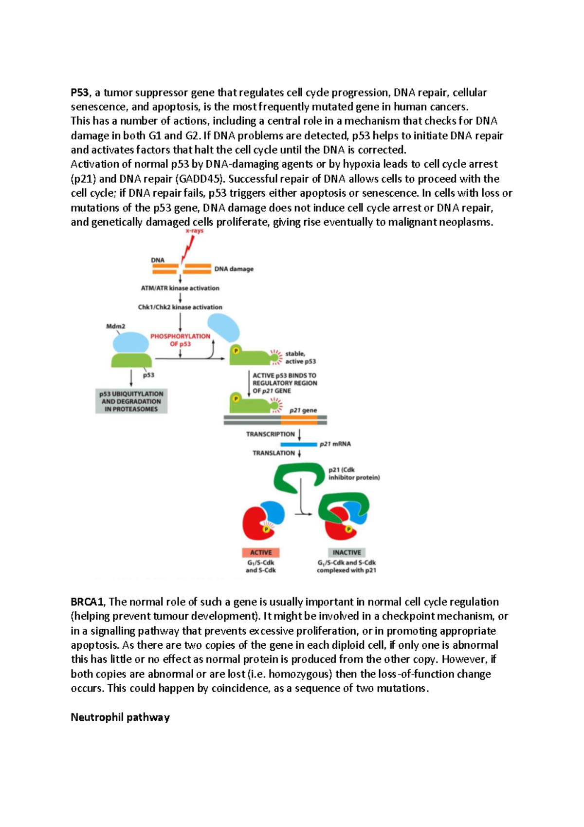 Possible question - material - P53 , a tumor suppressor gene that ...