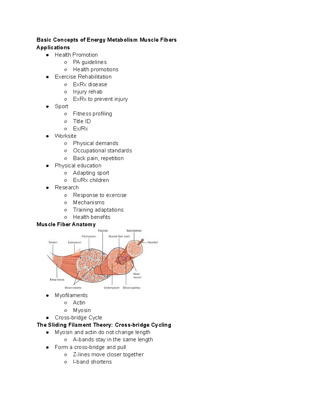 KIN 100 Lecture: Muscle Fibers - Basic Concepts of Energy Metabolism ...