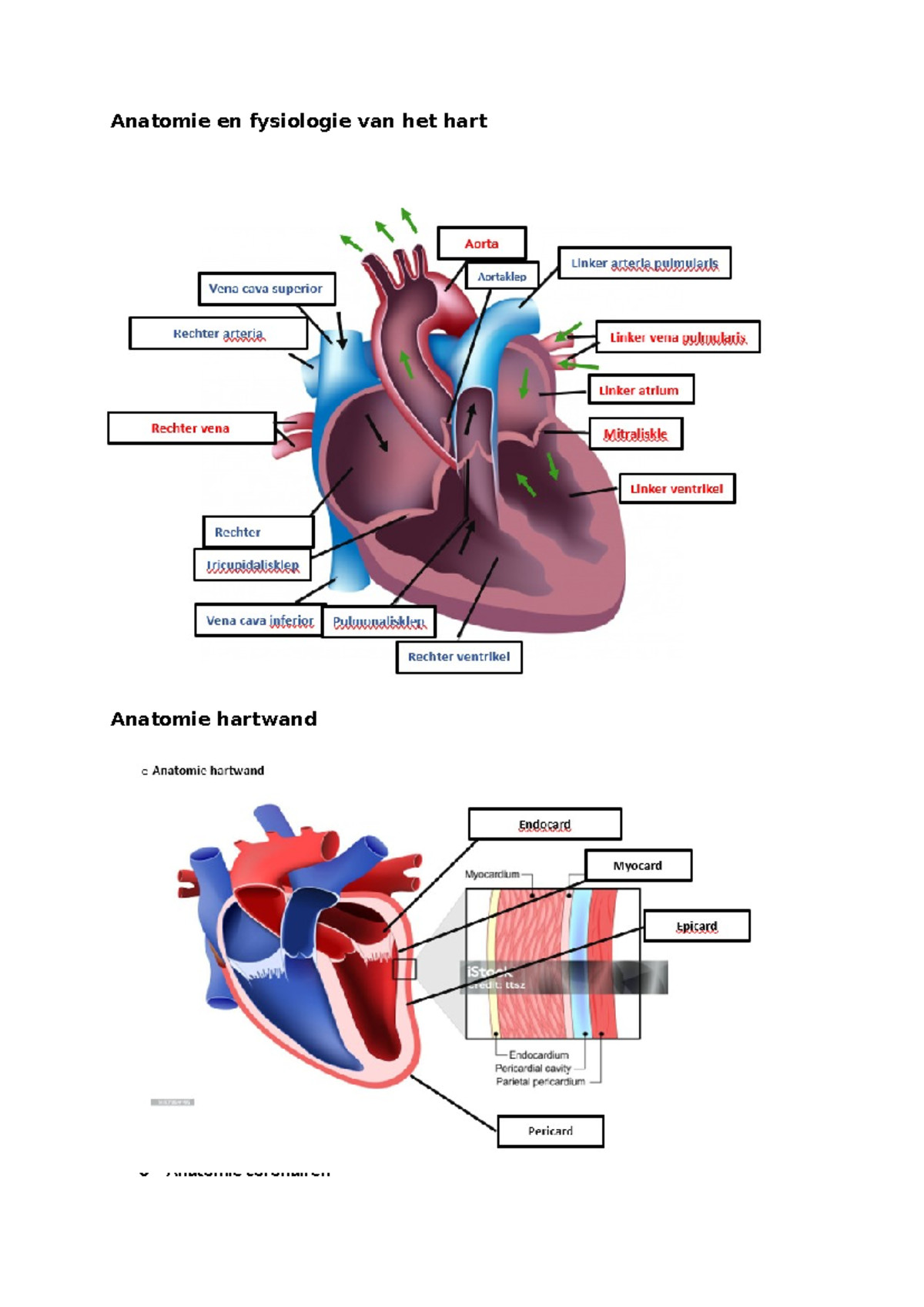 Antomie En Fysiologie Van Het Hart - Anatomie En Fysiologie Van Het ...