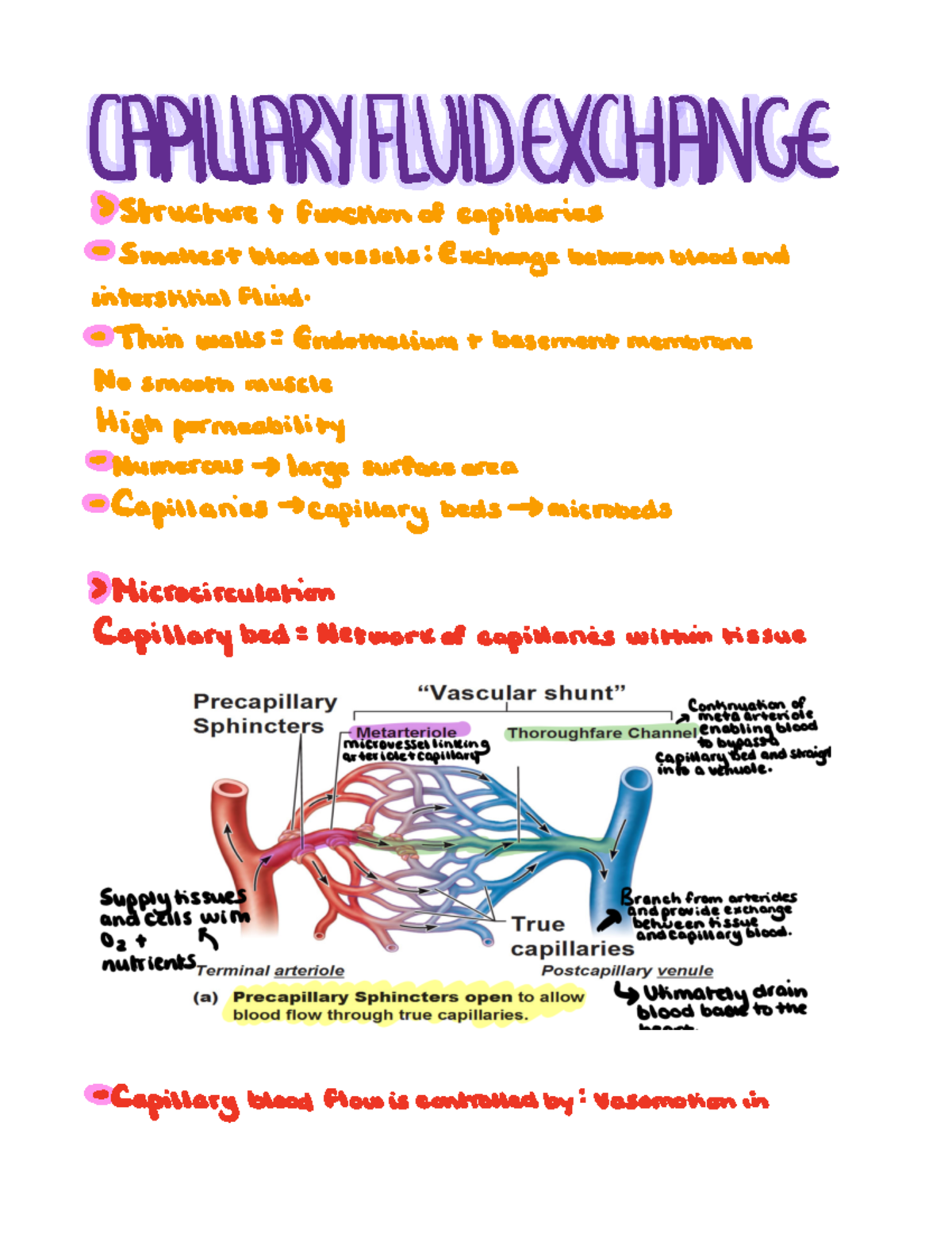 Fluid exchange in capillaries (17) CAPILLARY FLUID EXCHANGE Structure