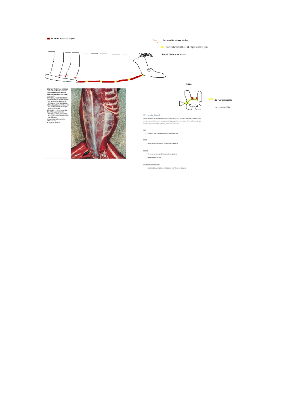 M rectus abdominis tekening - Het actieve bewegingsstelsel II - Studocu