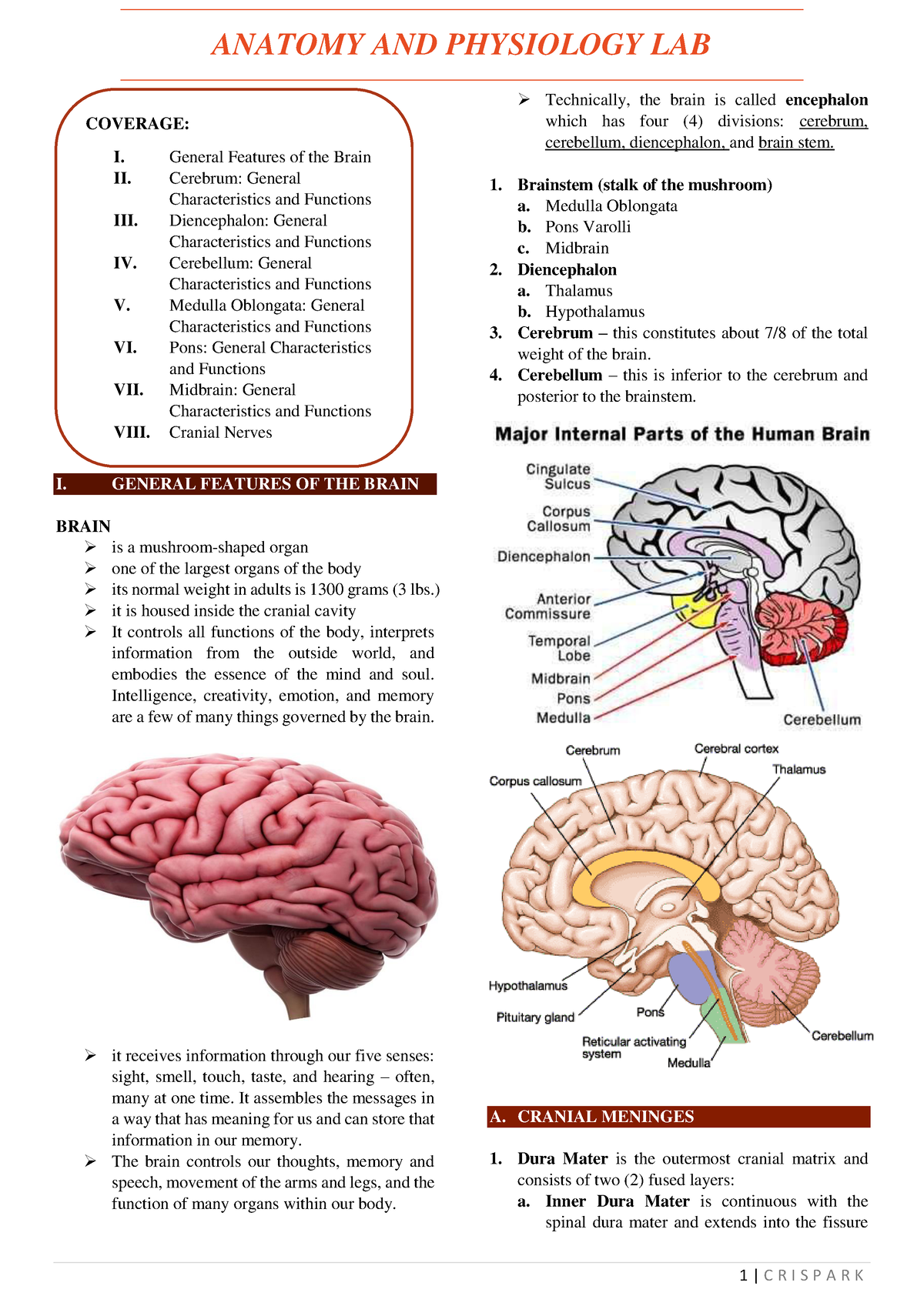 THE Brain - :)) - I. GENERAL FEATURES OF THE BRAIN BRAIN is a mushroom ...