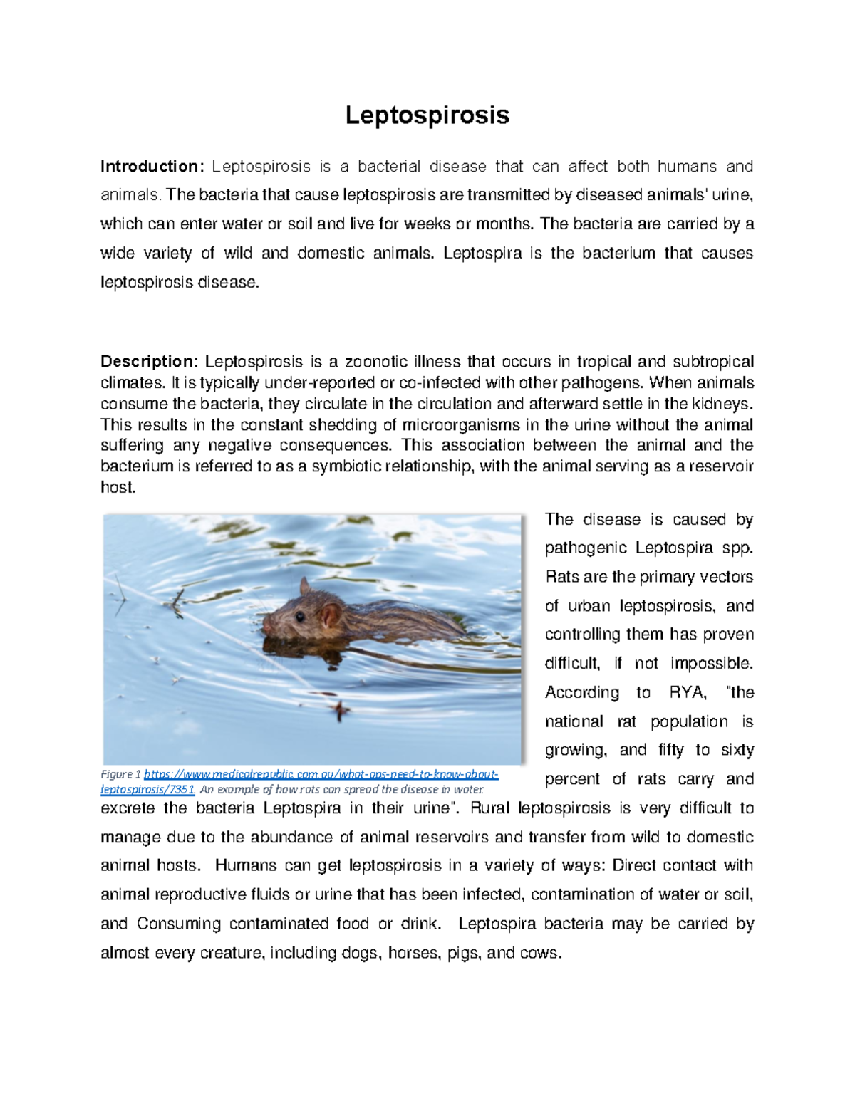 Leptospirosis Final Work - Leptospirosis Introduction: Leptospirosis Is ...